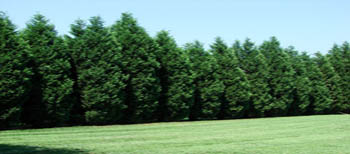 National Tree of Bhutan - Teem Travel Bhutan