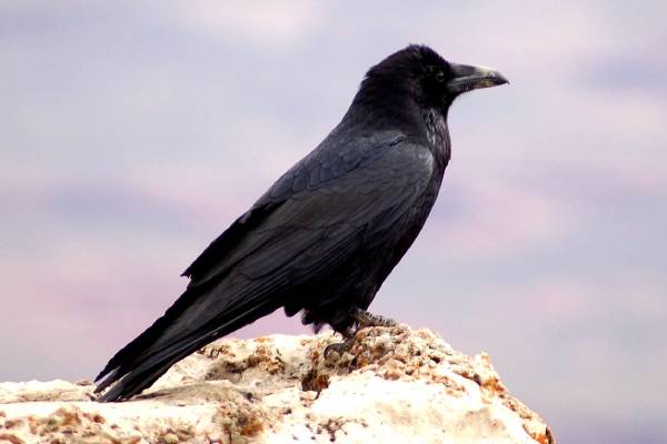 National Bird of Bhutan- Teem Travel Bhutan